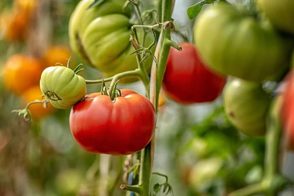 Tomates Madurando Invernadero Del Patio Trasero Tomado Día Soleado — Foto de Stock