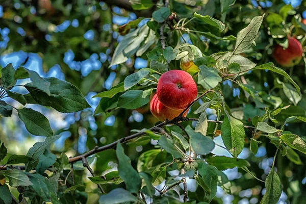Äpplen Mogna Ett Träd Som Sköts Solig Augustidag — Stockfoto