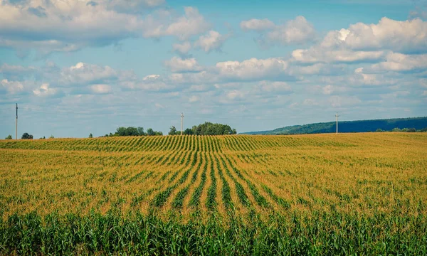Campo Milho Capturado Dia Agosto República Chuvash Rússia — Fotografia de Stock