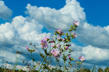 Gökyüzünün arka planında bulutlu orman yosunu.
