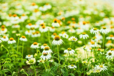 Bir yaz akşamında alınan papatyalar