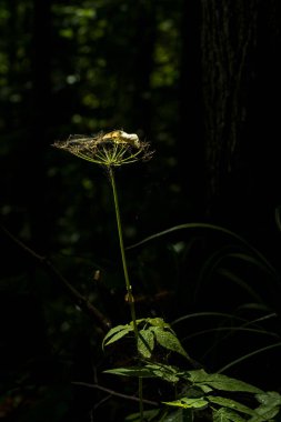 Karanlık bir arka planda solmuş bir rezene.