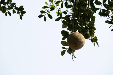 Bu yeşil ağaçta taze ahşap elma meyvesi.