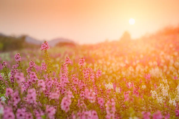 Waew Wichian çiçek (Angelonia goyazensis Benth).