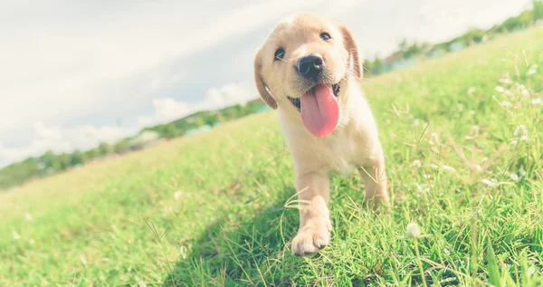 Köpek alan içinde. Labrador retriever köpek alanında. Köpek yavrusu güzel. Erkek köpek park.