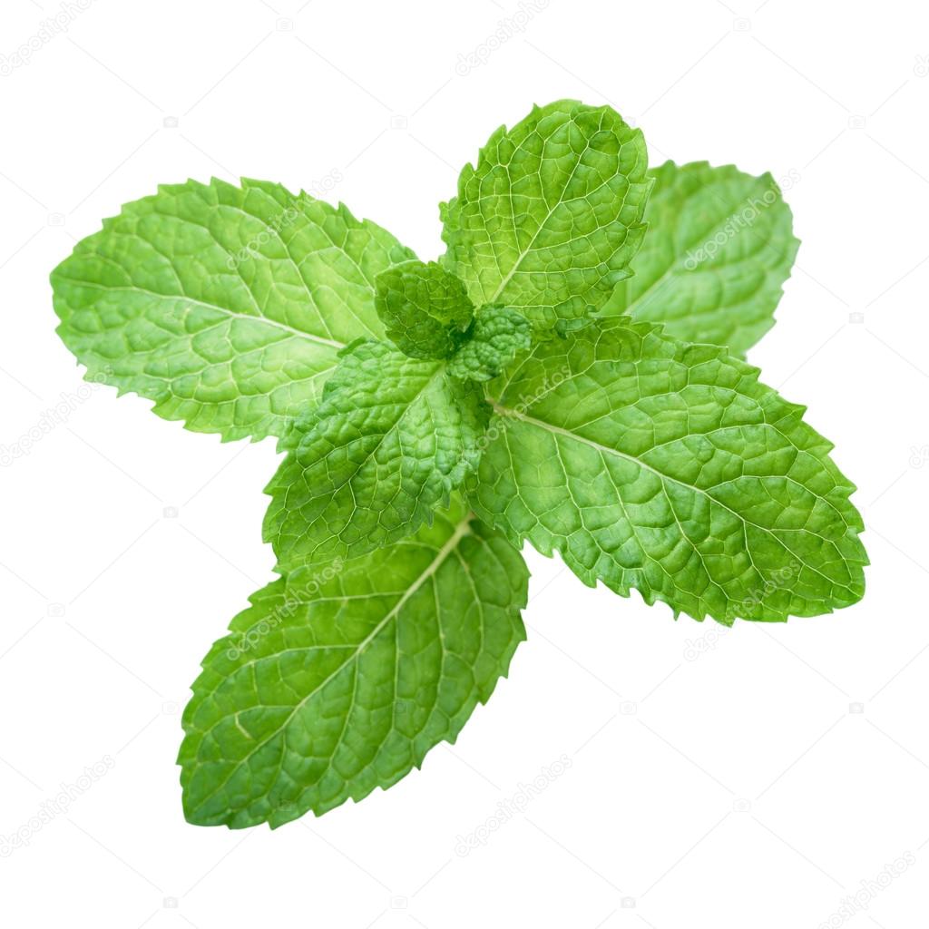 Fresh raw mint leaves isolated.
