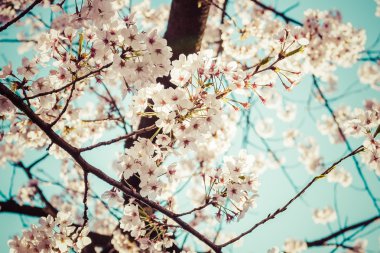 Adam açık mavi gökyüzü ile yukarıda güzel kiraz çiçekleri