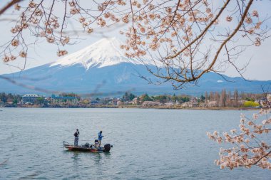 Bahar, cherry blossom sakura, fuji Dağı