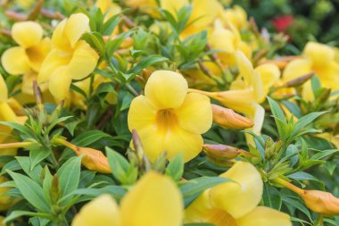 Allamanda, güzel bir sarı çiçek