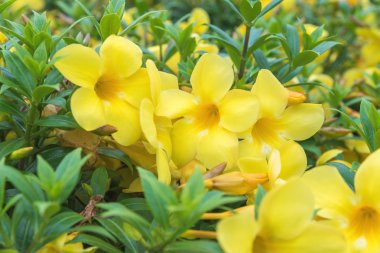 Allamanda, güzel bir sarı çiçek