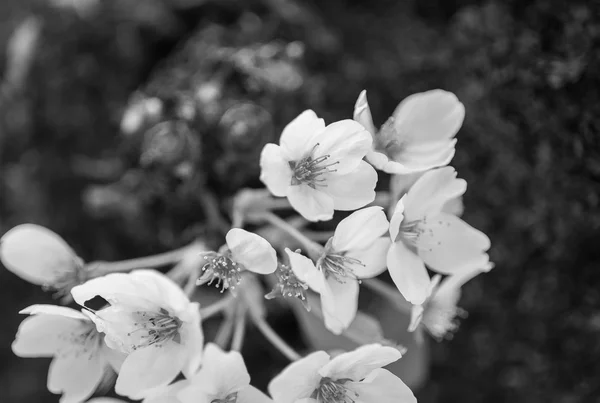 Japanese sakura blossom,black and whit — Stock Photo, Image