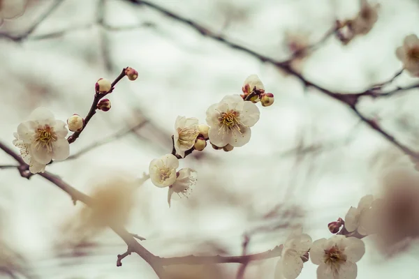 Sakura japoński kwitnąć, ubierania — Zdjęcie stockowe