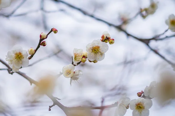 Blosso japoński sakura — Zdjęcie stockowe