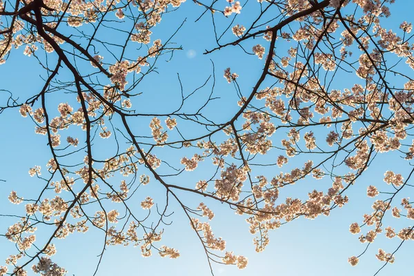 Piękne kwiaty wiśni powyżej z jasnego nieba w deseń — Zdjęcie stockowe