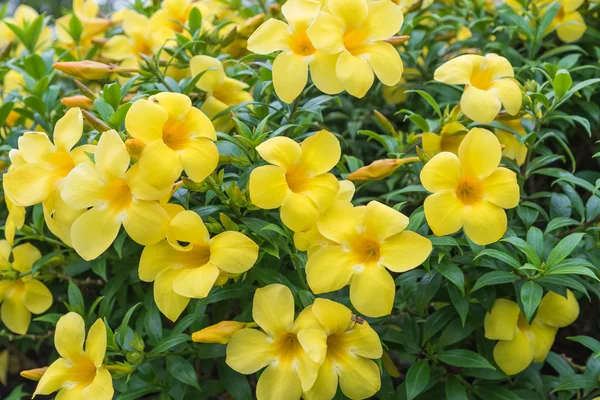 Allamanda, güzel bir sarı çiçek
