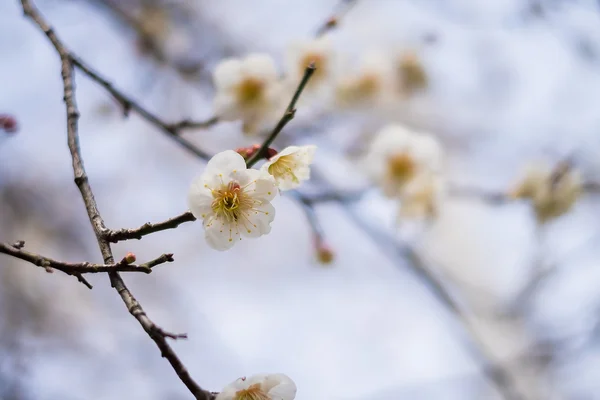 Pięknego kwitnienia wiśni japońskiej - Sakura. Tło z fl — Zdjęcie stockowe