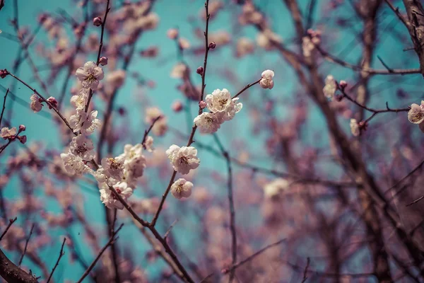 Pięknego kwitnienia wiśni japońskiej - Sakura. Tło z fl — Zdjęcie stockowe