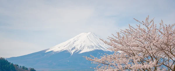 Βουνό Φούτζι στην άνοιξη, κεράσι ανθίσει sakura — Φωτογραφία Αρχείου