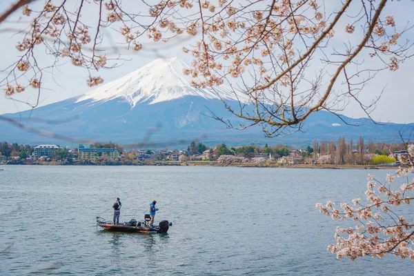 Bahar, cherry blossom sakura, fuji Dağı