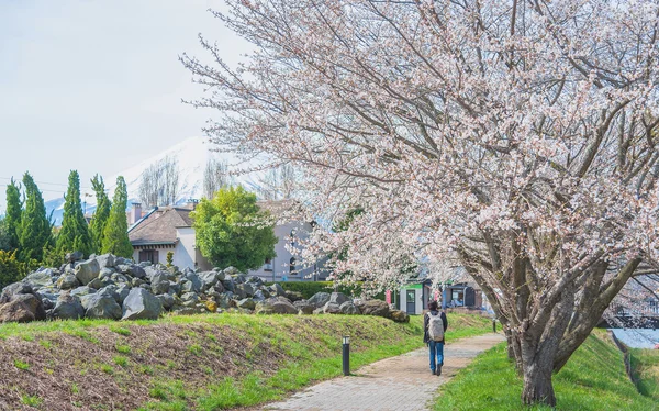 Mountain Fuji in spring ,Cherry blossom Sakura — Stock Photo, Image