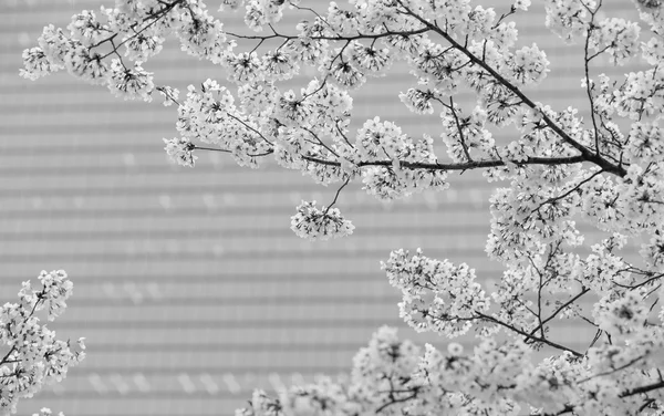 La rama Sakura florece frente al edificio — Foto de Stock