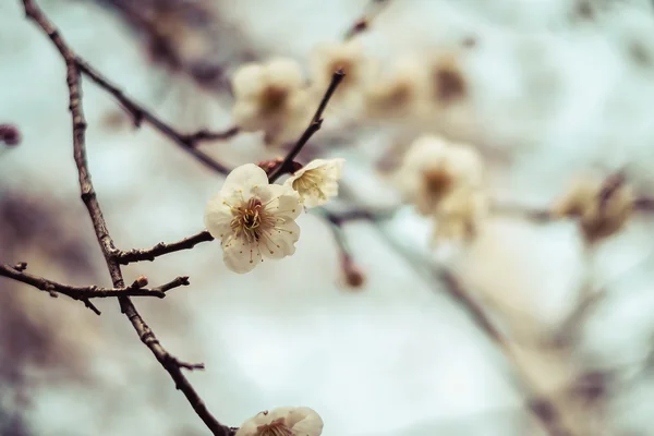 Pięknego kwitnienia wiśni japońskiej - Sakura. Tło z fl — Zdjęcie stockowe