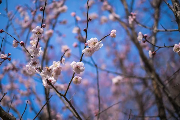 Pięknego kwitnienia wiśni japońskiej - Sakura. Tło z fl — Zdjęcie stockowe