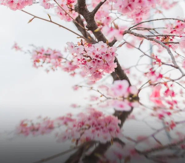 Różowy Sakura kwiat kwitnący — Zdjęcie stockowe