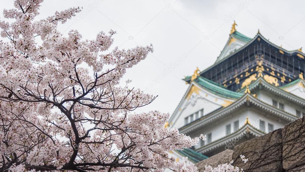 cherry blossom, Japan Osaka castle