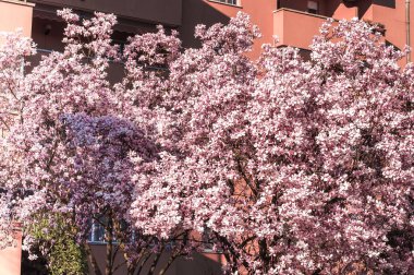 Manolya ağacı baharda çiçek açar. Güneş ışığında narin pembe banyo çiçekleri..