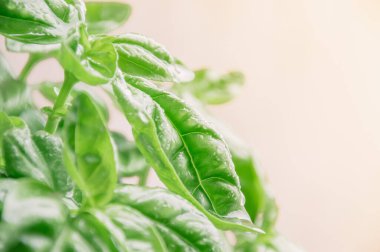 Taze fesleğen yaprağı, su damlacıklı bitki.