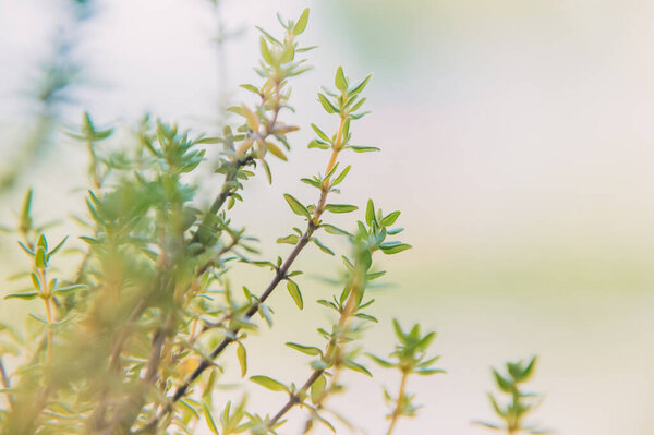 Macro image of fresh green thyme growing outdoors in the garden, selective focus.