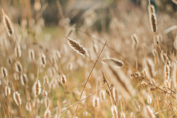 close up wheat in the sunset.Wheat field.