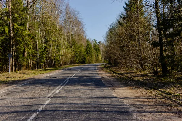 empty forest paved road on a sunny day