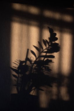 Işık duvarındaki çiçeğin yapraklarının gölgeleri.