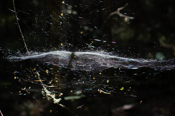 Uma Teia Aranha Floresta Iluminada Pelo Sol — Fotografia de Stock