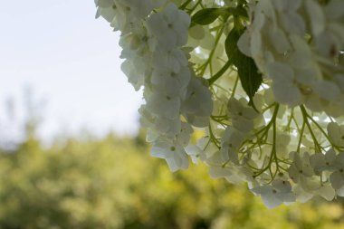 Küçük beyaz çiçeklerin arka planı