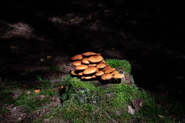 Mushrooms Old Moss Covered Stump — Stock Photo, Image