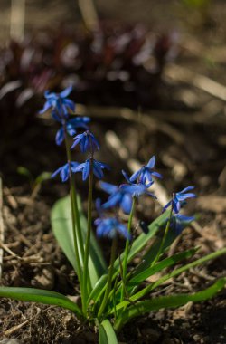 İlk mavi çiçekler. Nikon D7100