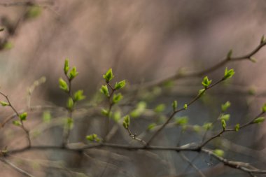 Ağaçlardaki tomurcukların makro fotoğrafı. Nikon D7100