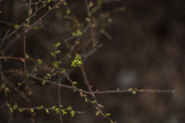 Ağaçlardaki tomurcukların makro fotoğrafı. Nikon D7100