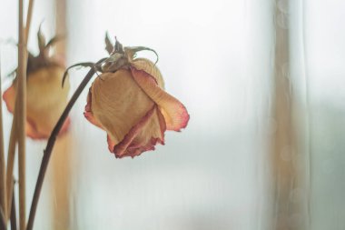 Kuru güller. Nikon D7100