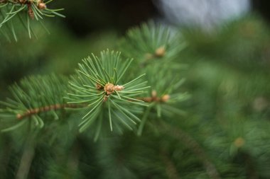 Çam dalı. Nikon D7100