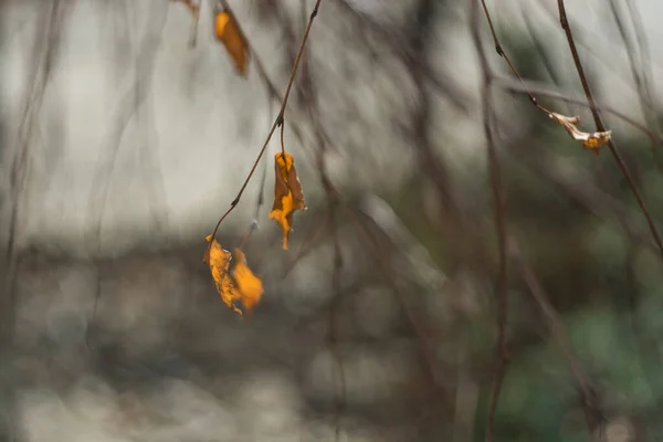 Macro Photo Des Branches Nikon D7100 — Photo