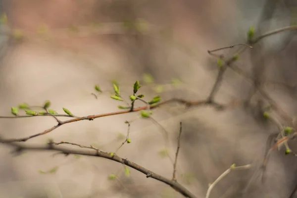 树上芽的宏观照片 Nikon D7100 — 图库照片