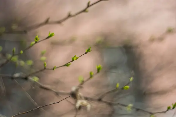 树上芽的宏观照片 Nikon D7100 — 图库照片