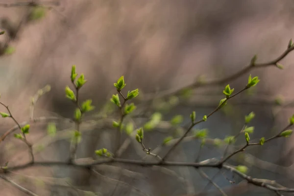 Ağaçlardaki Tomurcukların Makro Fotoğrafı Nikon D7100 — Stok fotoğraf