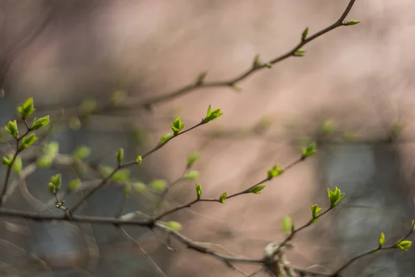 Ağaçlardaki Tomurcukların Makro Fotoğrafı Nikon D7100 — Stok fotoğraf
