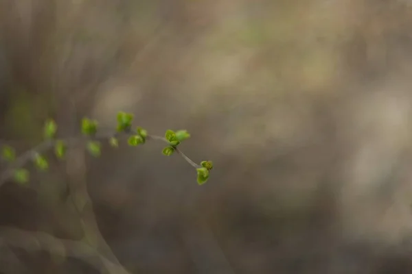 Ağaçlardaki Tomurcukların Makro Fotoğrafı Nikon D7100 — Stok fotoğraf