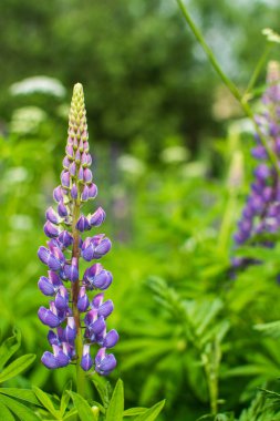 Leylak lupunun makro fotoğrafı. Nikon D7100